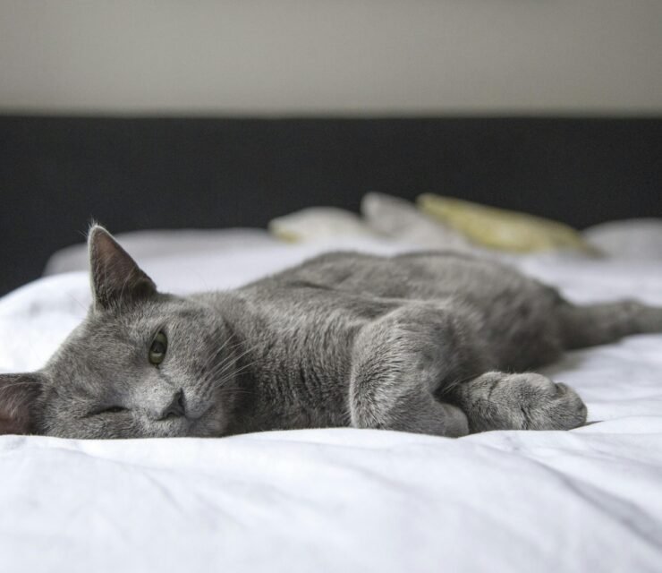 I Benefici del Sonno per Corpo e Mente