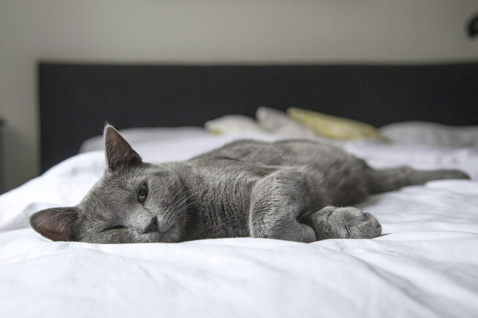 I Benefici del Sonno per Corpo e Mente
