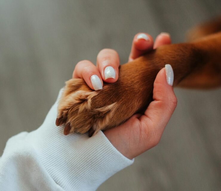 Come Scegliere l’Animale Domestico Perfetto per la Tua Famiglia