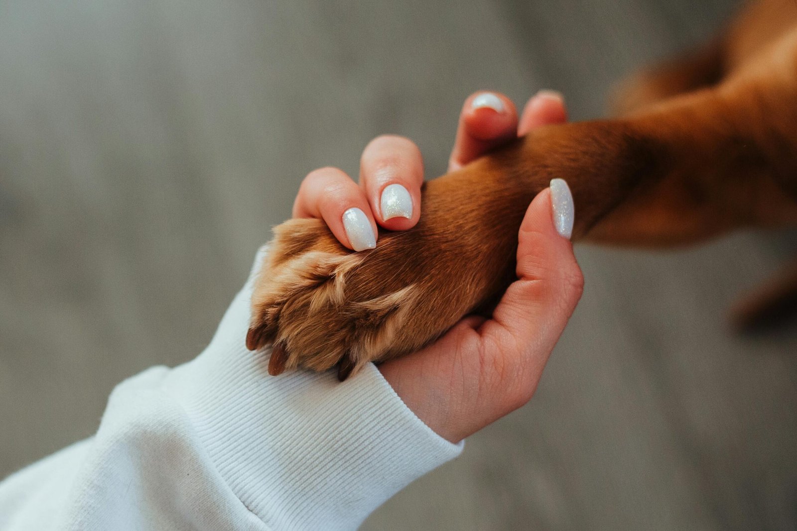 Come Scegliere l’Animale Domestico Perfetto per la Tua Famiglia