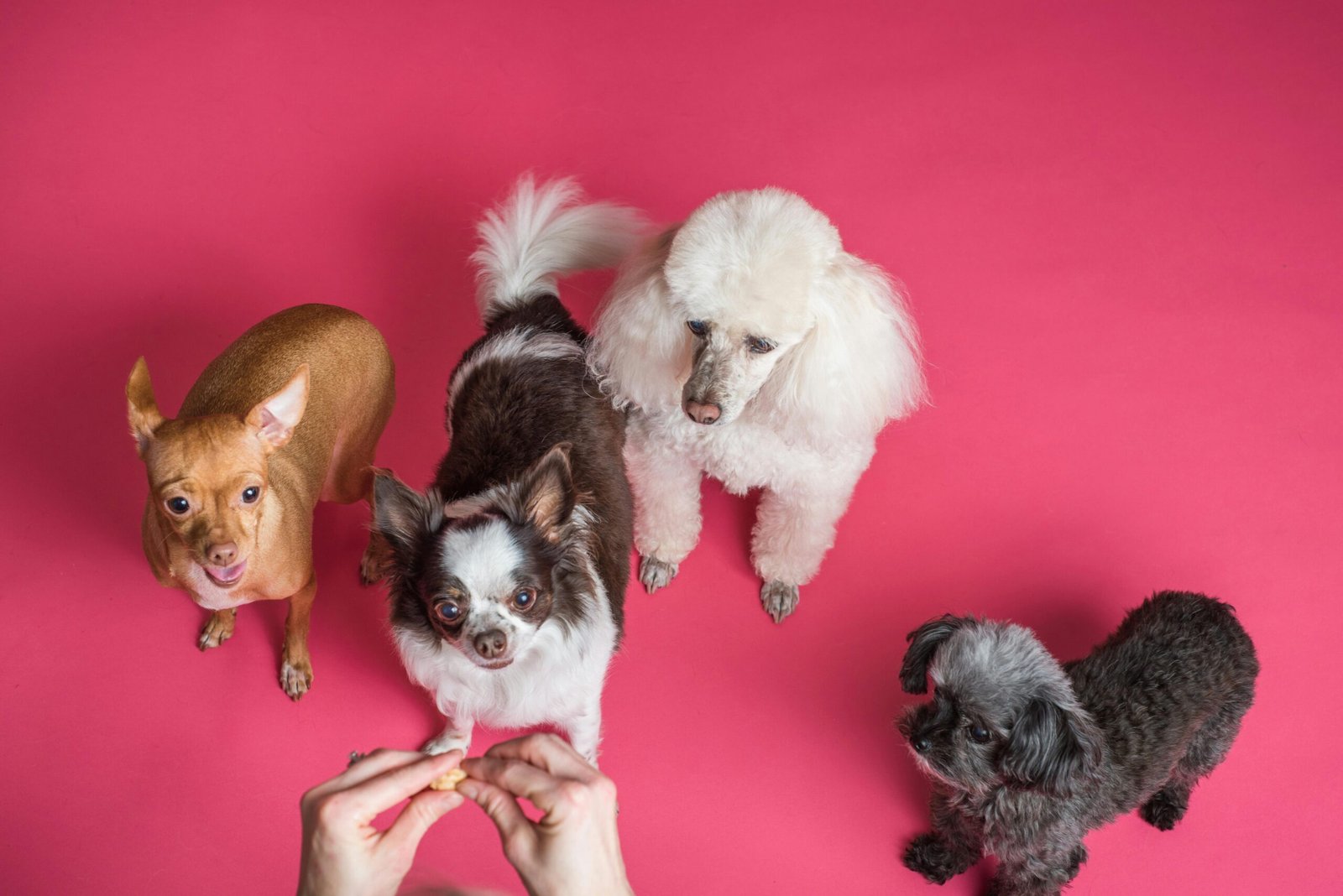 Come Addestrare i Tuoi Animali Domestici con Dolcezza