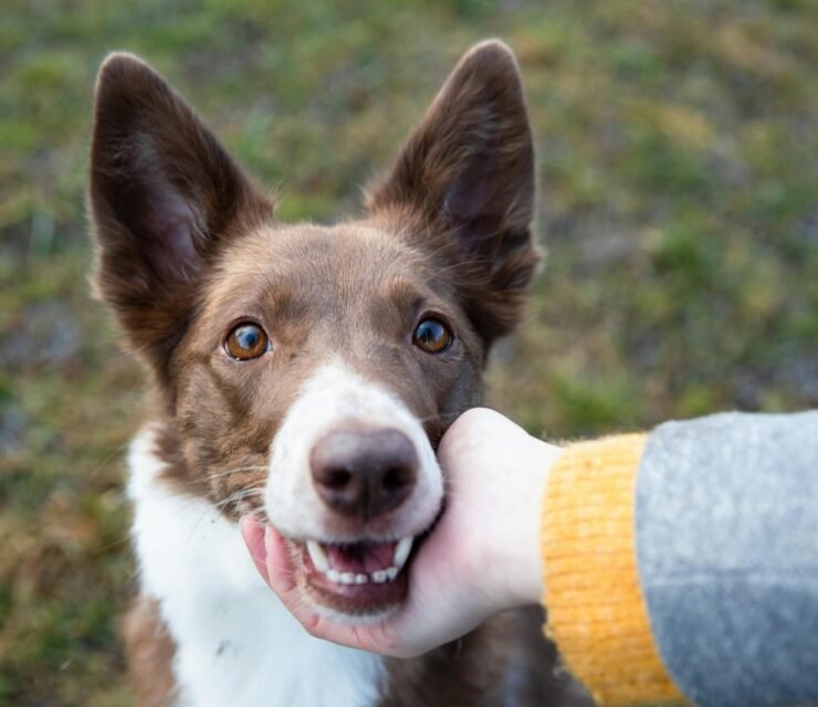 Il Legame tra Uomo e Animale: Un Amore Senza Confini