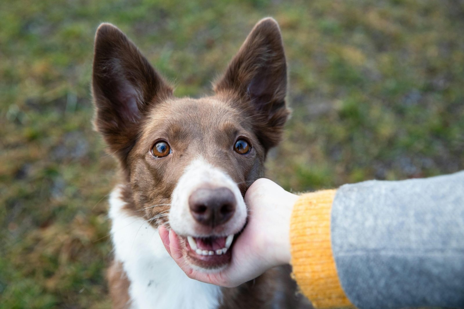 Il Legame tra Uomo e Animale: Un Amore Senza Confini