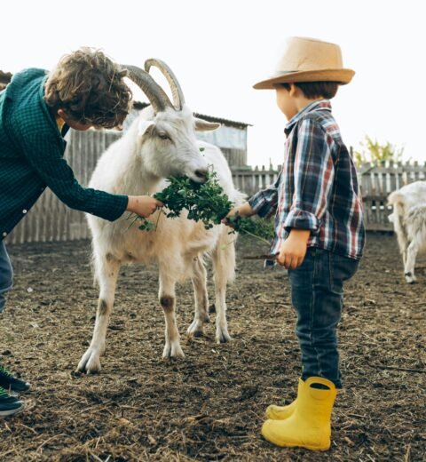 Come Scegliere l’Animale Domestico Perfetto per la Tua Famiglia