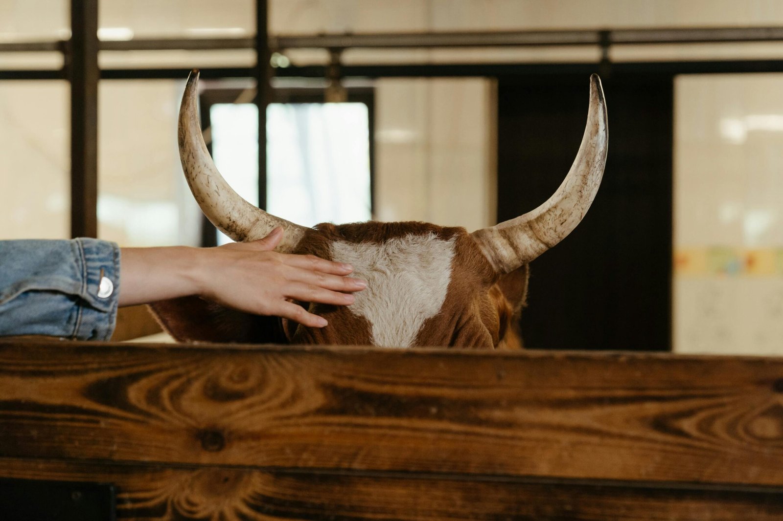 Cura Completa per i Tuoi Animali: Benessere Fisico e Emotivo