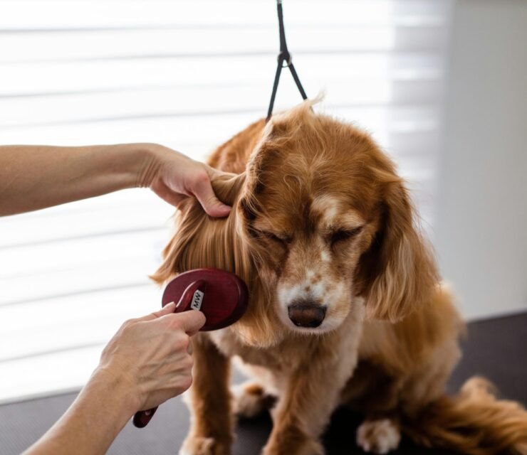 Prendersi Cura del Pelo e della Pelle degli Animali