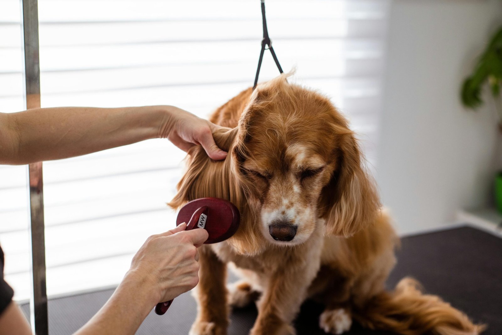 Prendersi Cura del Pelo e della Pelle degli Animali