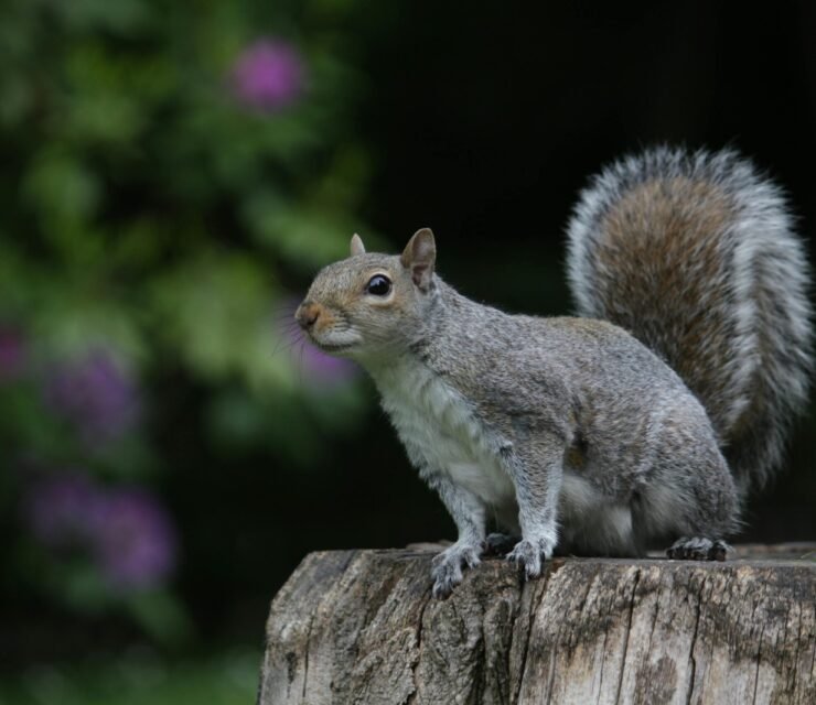 Creare un Giardino Amico degli Animali Selvatici: Un Rifugio per la Natura