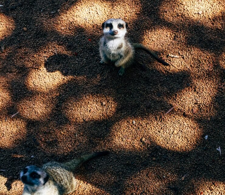 Interpretare il Comportamento degli Animali: La Chiave per un Legame Speciale