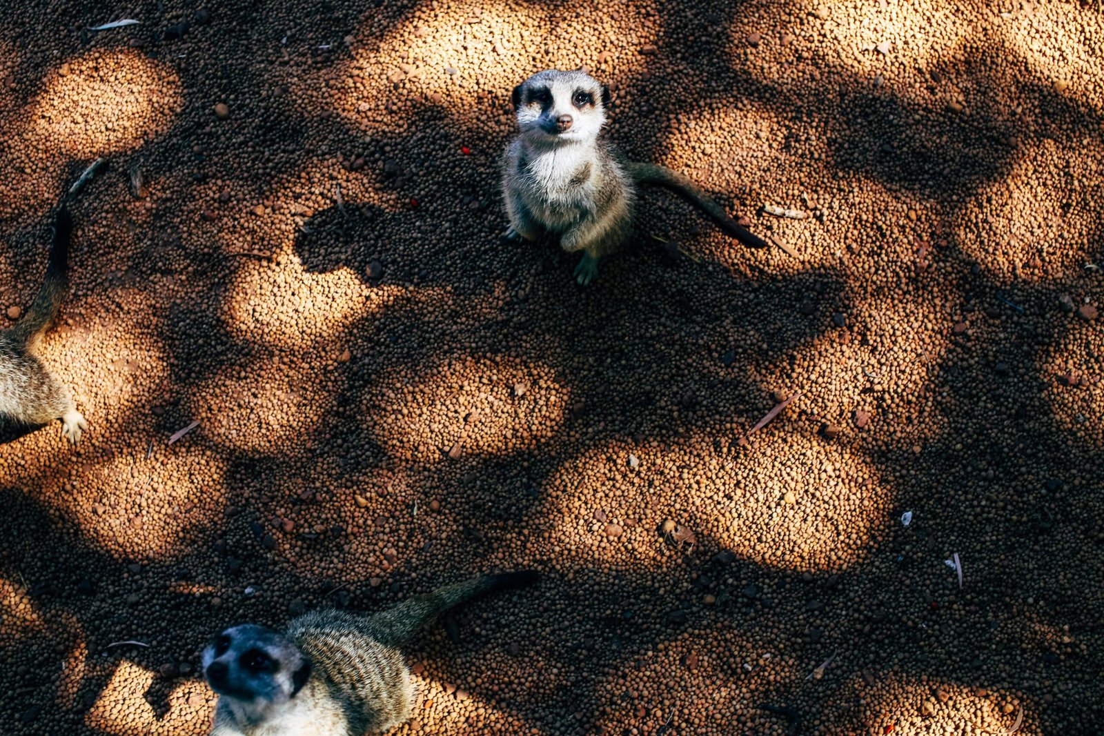 Interpretare il Comportamento degli Animali: La Chiave per un Legame Speciale