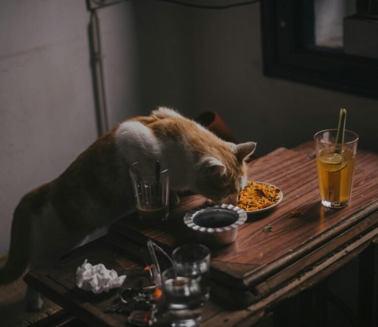 Nutrire i Tuoi Animali Domestici in Modo Bilanciato