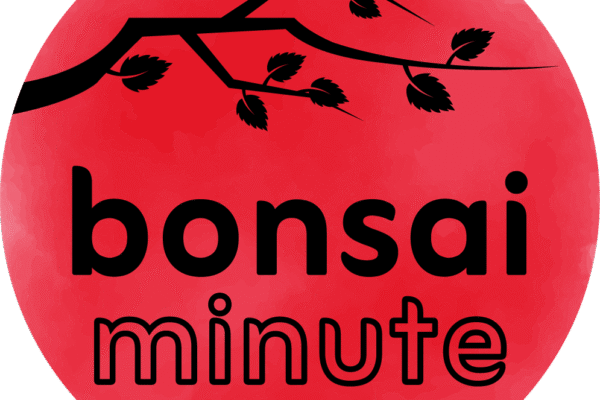 Consigli e supporto pratico per curare il tuo bonsai – anche a domicilio