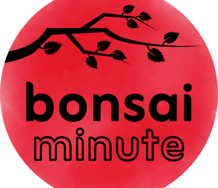 Consigli e supporto pratico per curare il tuo bonsai – anche a domicilio