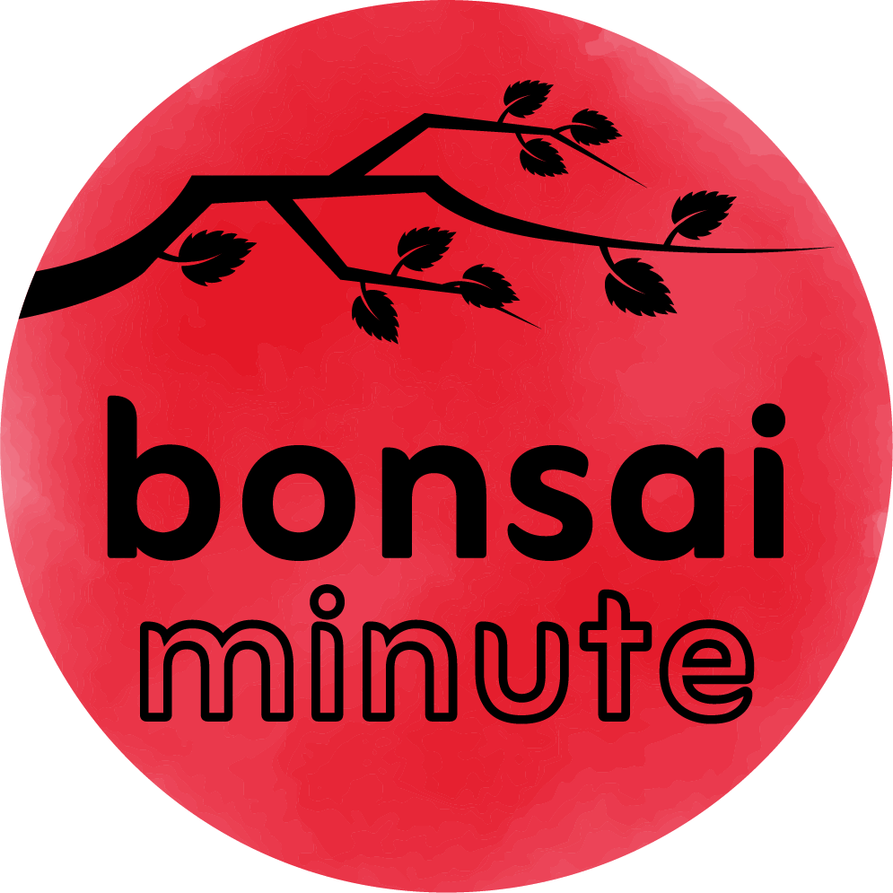 Consigli e supporto pratico per curare il tuo bonsai – anche a domicilio